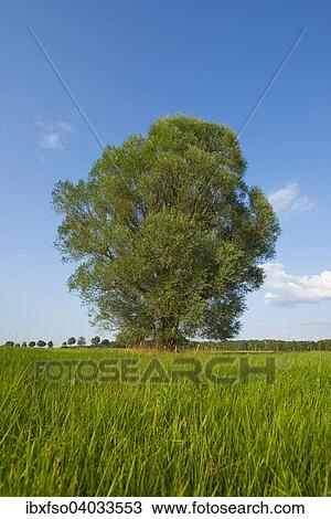 "Solitary crack willow (Salix fragilis), Lower Saxony, Germany, Europe" View Large Photo Image Stock Image - "Solitary crack willow (Salix fragilis), Lower Saxony, Germany, Europe". Fotosearch