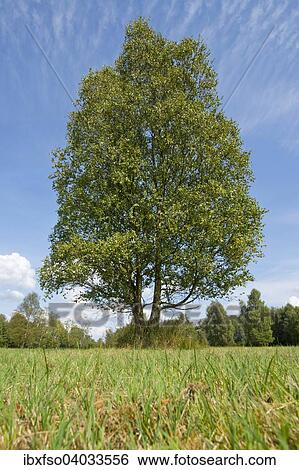 Stock Photograph - "Solitary downy birch (Betula pubescens), Lower Saxony, Germany, Europe". Fotosearch