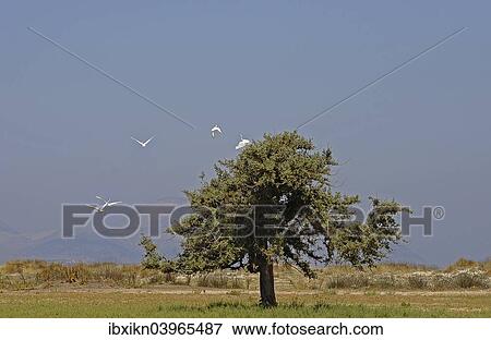"Solitary Juniper tree (Juniperus sp. ), flamingos in flight, Tigaki, Kos, Greece, Europe" View Large Photo Image Stock Photo - "Solitary Juniper tree (Juniperus sp. ), flamingos in flight, Tigaki, Kos, Greece, Europe". Fotosearch