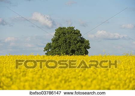 "Solitary Lime tree (Tilia sp. ) in a flowering Rapeseed field (Brassica napus), Thuringia, Germany, Europe" View Large Photo Image Stock Photo - "Solitary Lime tree (Tilia sp. ) in a flowering Rapeseed field (Brassica napus), Thuringia, Germany, Europe". Fotosearch