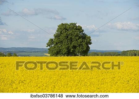 "Solitary Lime tree (Tilia sp. ) in a flowering Rapeseed field (Brassica napus), Thuringia, Germany, Europe" View Large Photo Image Stock Photo - "Solitary Lime tree (Tilia sp. ) in a flowering Rapeseed field (Brassica napus), Thuringia, Germany, Europe". Fotosearch