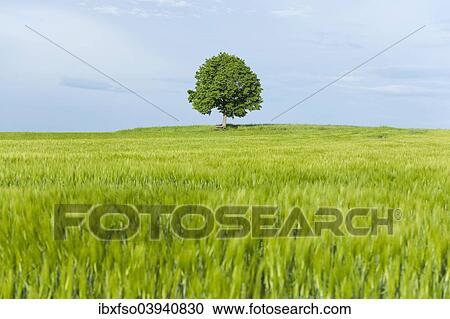 "Solitary Lime tree (Tilia spp. ) and wooden bench at a barley field, Bavaria, Germany, Europe" View Large Photo Image Stock Image - "Solitary Lime tree (Tilia spp. ) and wooden bench at a barley field, Bavaria, Germany, Europe". Fotosearch