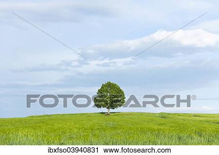 "Solitary Lime tree (Tilia spp. ) and wooden bench at a barley field, Bavaria, Germany, Europe" View Large Photo Image Stock Image - "Solitary Lime tree (Tilia spp. ) and wooden bench at a barley field, Bavaria, Germany, Europe". Fotosearch