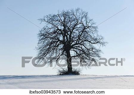 "Solitary Lime Tree (Tilia spp. ), on a snow-covered field, Thuringia, Germany, Europe" View Large Photo Image Stock Image - "Solitary Lime Tree (Tilia spp. ), on a snow-covered field, Thuringia, Germany, Europe". Fotosearch
