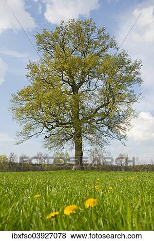 "Solitary oak (Quercus robur) in spring, Lower Saxony, Germany, Europe" View Large Photo Image Stock Photo - "Solitary oak (Quercus robur) in spring, Lower Saxony, Germany, Europe". Fotosearch