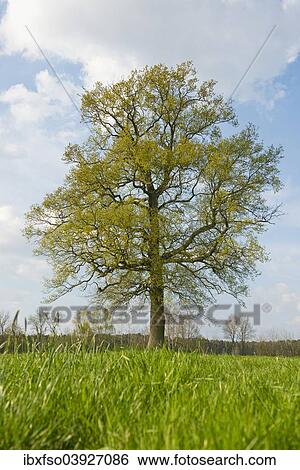 "Solitary oak (Quercus robur) in spring, Lower Saxony, Germany, Europe" View Large Photo Image Stock Photograph - "Solitary oak (Quercus robur) in spring, Lower Saxony, Germany, Europe". Fotosearch