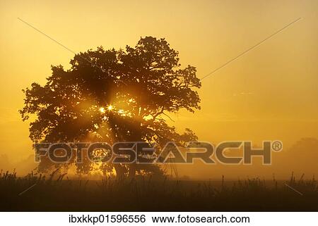 "Solitary oak tree in the sunrise on the Elbe meadows, Middle Elbe Biosphere Reserve near Dessau, Saxony-Anhalt, Germany, Europe" View Large Photo Image Stock Photograph - "Solitary oak tree in the sunrise on the Elbe meadows, Middle Elbe Biosphere Reserve near Dessau, Saxony-Anhalt, Germany, Europe". Fotosearch