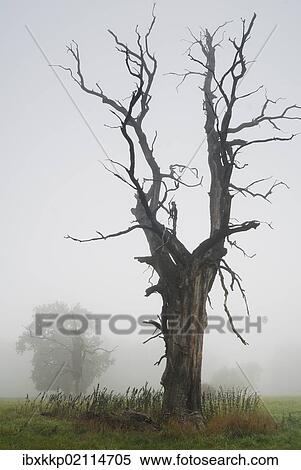 "Solitary oak trees in the fog, Middle Elbe Biosphere Reserve, Saxony-Anhalt, Germany, Europe" View Large Photo Image Stock Photography - "Solitary oak trees in the fog, Middle Elbe Biosphere Reserve, Saxony-Anhalt, Germany, Europe". Fotosearch