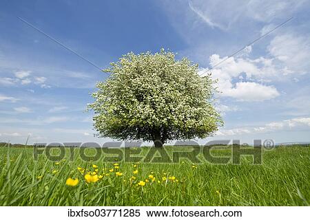 "Solitary Pear Tree (Pyrus communis) in blossom on a meadow, Thuringia, Germany, Europe" View Large Photo Image Stock Photography - "Solitary Pear Tree (Pyrus communis) in blossom on a meadow, Thuringia, Germany, Europe". Fotosearch