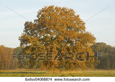 "Solitary Pedunculate Oak (Quercus robur) in autumn, in early morning light, Lower Saxony, Germany, Europe" View Large Photo Image Picture - "Solitary Pedunculate Oak (Quercus robur) in autumn, in early morning light, Lower Saxony, Germany, Europe". Fotosearch