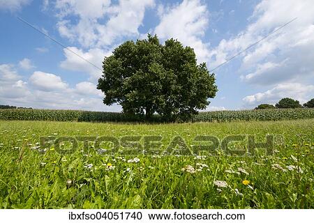 "Solitary Pedunculate Oak (Quercus robur), in summer, Lower Saxony, Germany, Europe" View Large Photo Image Stock Image - "Solitary Pedunculate Oak (Quercus robur), in summer, Lower Saxony, Germany, Europe". Fotosearch