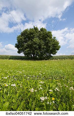 "Solitary Pedunculate Oak (Quercus robur), in summer, Lower Saxony, Germany, Europe" View Large Photo Image Stock Image - "Solitary Pedunculate Oak (Quercus robur), in summer, Lower Saxony, Germany, Europe". Fotosearch