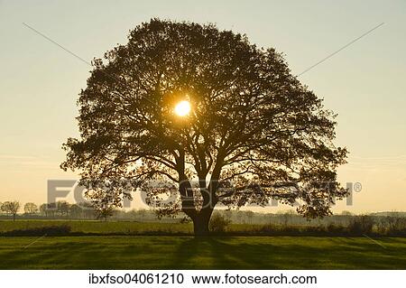 "Solitary Pedunculate Oak (Quercus robur), backlit, Lower Saxony, Germany, Europe" View Large Photo Image Stock Image - "Solitary Pedunculate Oak (Quercus robur), backlit, Lower Saxony, Germany, Europe". Fotosearch
