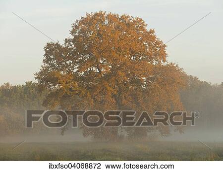 "Solitary Pedunculate Oak (Quercus robur) in autumn, in early morning light with fog, Lower Saxony, Germany, Europe" View Large Photo Image Stock Image - "Solitary Pedunculate Oak (Quercus robur) in autumn, in early morning light with fog, Lower Saxony, Germany, Europe". Fotosearch