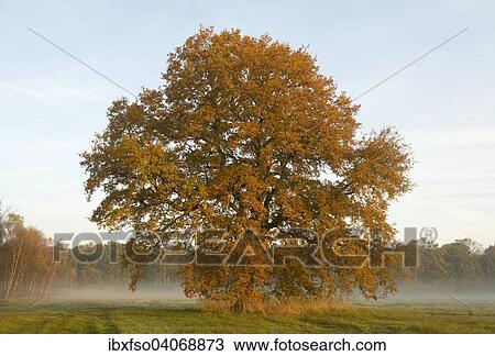 "Solitary Pedunculate Oak (Quercus robur) in autumn, in early morning light, Lower Saxony, Germany, Europe" View Large Photo Image Stock Image - "Solitary Pedunculate Oak (Quercus robur) in autumn, in early morning light, Lower Saxony, Germany, Europe". Fotosearch
