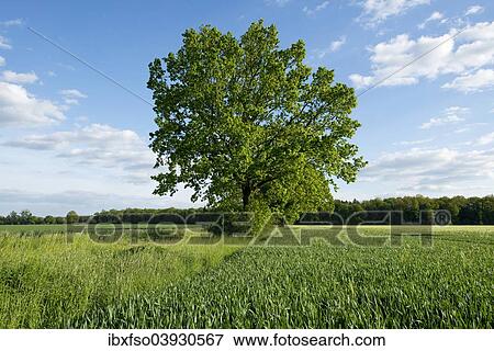 "Solitary Pedunculate Oak (Quercus robur) in a field, Lower Saxony, Germany, Europe" View Large Photo Image Stock Photo - "Solitary Pedunculate Oak (Quercus robur) in a field, Lower Saxony, Germany, Europe". Fotosearch