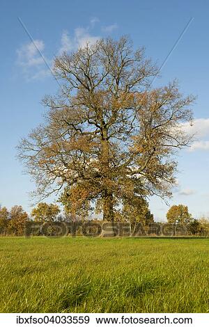 "Solitary pedunculate oak (Quercus robur) in autumn, Lower Saxony, Germany, Europe" View Large Photo Image Stock Photo - "Solitary pedunculate oak (Quercus robur) in autumn, Lower Saxony, Germany, Europe". Fotosearch
