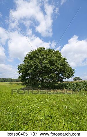 "Solitary Pedunculate Oak (Quercus robur), in summer, Lower Saxony, Germany, Europe" View Large Photo Image Stock Photo - "Solitary Pedunculate Oak (Quercus robur), in summer, Lower Saxony, Germany, Europe". Fotosearch