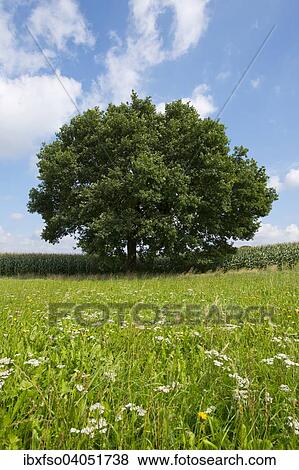 "Solitary Pedunculate Oak (Quercus robur), in summer, Lower Saxony, Germany, Europe" View Large Photo Image Stock Photo - "Solitary Pedunculate Oak (Quercus robur), in summer, Lower Saxony, Germany, Europe". Fotosearch