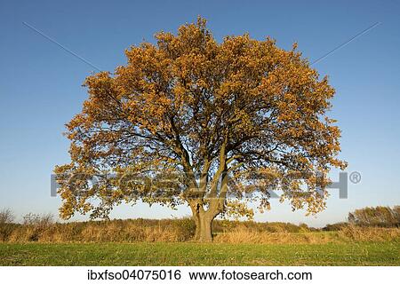 "Solitary Pedunculate Oak (Quercus robur) in autumn, Lower Saxony, Germany, Europe" View Large Photo Image Stock Photograph - "Solitary Pedunculate Oak (Quercus robur) in autumn, Lower Saxony, Germany, Europe". Fotosearch