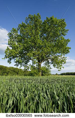 "Solitary Pedunculate Oak (Quercus robur) in a field, Lower Saxony, Germany, Europe" View Large Photo Image Stock Photography - "Solitary Pedunculate Oak (Quercus robur) in a field, Lower Saxony, Germany, Europe". Fotosearch