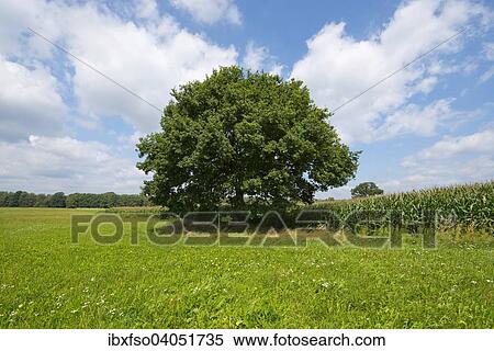 "Solitary Pedunculate Oak (Quercus robur), in summer, Lower Saxony, Germany, Europe" View Large Photo Image Stock Photography - "Solitary Pedunculate Oak (Quercus robur), in summer, Lower Saxony, Germany, Europe". Fotosearch