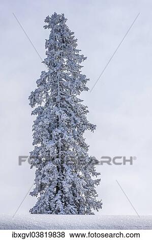 Stock Photo - "Solitary pine tree with hoarfrost in winter, Brixen im Thale, Brixen Valley, Tyrol, Austria, Europe". Fotosearch
