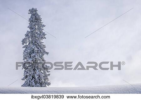 "Solitary pine tree with hoarfrost in winter, Brixen im Thale, Brixen Valley, Tyrol, Austria, Europe" View Large Photo Image Stock Photo - "Solitary pine tree with hoarfrost in winter, Brixen im Thale, Brixen Valley, Tyrol, Austria, Europe". Fotosearch