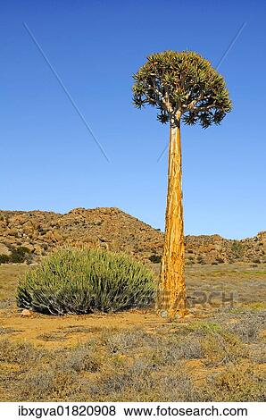 "Solitary Quiver tree or Kokerboom (Aloe dichotoma), Goegap Nature Reserve, Namaqualand, South Africa, Africa" View Large Photo Image Stock Photo - "Solitary Quiver tree or Kokerboom (Aloe dichotoma), Goegap Nature Reserve, Namaqualand, South Africa, Africa". Fotosearch