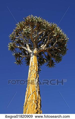 "Solitary Quiver tree or Kokerboom (Aloe dichotoma), Goegap Nature Reserve, Namaqualand, South Africa, Africa" View Large Photo Image Stock Photo - "Solitary Quiver tree or Kokerboom (Aloe dichotoma), Goegap Nature Reserve, Namaqualand, South Africa, Africa". Fotosearch
