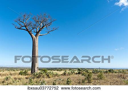 "Solitary tall Baobab tree (Adansonia digitata), vast landscape near Tulear or Toliara, Madagascar, Africa" View Large Photo Image Stock Image - "Solitary tall Baobab tree (Adansonia digitata), vast landscape near Tulear or Toliara, Madagascar, Africa". Fotosearch