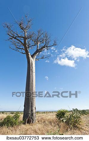 Stock Image - "Solitary tall Baobab tree (Adansonia digitata), vast landscape near Tulear or Toliara, Madagascar, Africa". Fotosearch