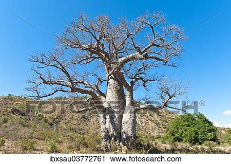 Stock Image - "Solitary thick Baobab tree (Adansonia digitata) with strong branches, near Tulear or Toliara, Madagascar, Africa". Fotosearch