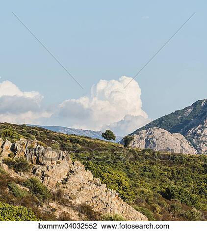 Stock Image - "Solitary tree on a hill against clouds, Corsica, France, Europe". Fotosearch