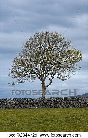"Solitary tree with a stone wall, County Clare, Republic of Ireland, Europe" View Large Photo Image Stock Photography - "Solitary tree with a stone wall, County Clare, Republic of Ireland, Europe". Fotosearch