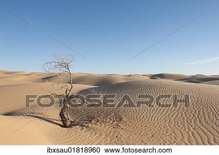 "Solitude, scrawny bush, sand dunes, Sahara desert between Douz and Ksar Ghilane, Southern Tunisia, Tunisia, Maghreb, North Africa, Africa" View Large Photo Image Stock Image - "Solitude, scrawny bush, sand dunes, Sahara desert between Douz and Ksar Ghilane, Southern Tunisia, Tunisia, Maghreb, North Africa, Africa". Fotosearch