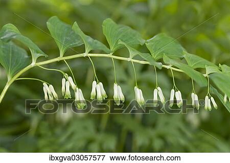 "Solomon's Seal, David's Harp or Ladder-to-heaven (Polygonatum multiflorum), Geneva, Genf, Switzerland, Europe" View Large Photo Image Stock Photo - "Solomon's Seal, David's Harp or Ladder-to-heaven (Polygonatum multiflorum), Geneva, Genf, Switzerland, Europe". Fotosearch