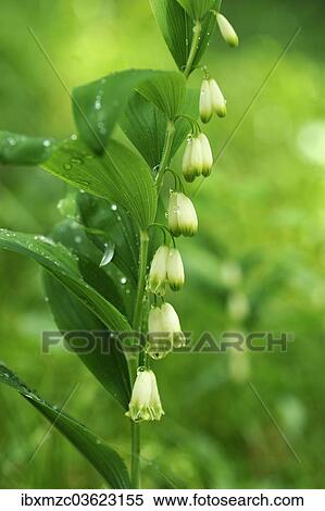"Solomon's Seal, David's Harp or Ladder-to-Heaven (Polygonatum multiflorum) with raindrops, Berchtesgadener Land District, Upper Bavaria, Bavaria, Germany, Europe" View Large Photo Image Stock Photography - "Solomon's Seal, David's Harp or Ladder-to-Heaven (Polygonatum multiflorum) with raindrops, Berchtesgadener Land District, Upper Bavaria, Bavaria, Germany, Europe". Fotosearch