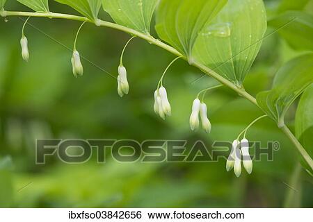 "Solomon's Seal or Eurasian Solomon's Seal (Polygonatum multiflorum), flowering, Thuringia, Germany, Europe" View Large Photo Image Stock Photograph - "Solomon's Seal or Eurasian Solomon's Seal (Polygonatum multiflorum), flowering, Thuringia, Germany, Europe". Fotosearch