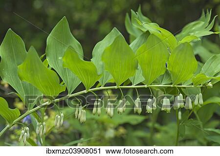 "Solomon's Seal (Polygonatum odoratum), Bavaria, Germany, Europe" View Large Photo Image Stock Image - "Solomon's Seal (Polygonatum odoratum), Bavaria, Germany, Europe". Fotosearch
