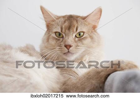"Somali cat, sorrel-silver, lying" View Large Photo Image Stock Photography - "Somali cat, sorrel-silver, lying". Fotosearch