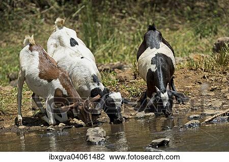 "Somali goats or Galla goats drinking at a water whole, Oromiya, Ethiopia, Africa" View Large Photo Image Stock Image - "Somali goats or Galla goats drinking at a water whole, Oromiya, Ethiopia, Africa". Fotosearch