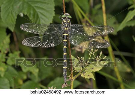 Stock Image - "Sombre Goldenring (Cordulegaster bidentatus), Untergroeningen, Baden-Wuerttemberg, Germany, Europe". Fotosearch
