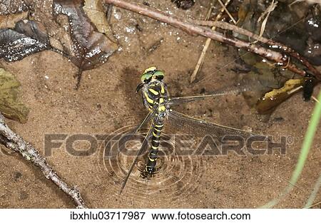 Stock Photo - "Sombre Goldenring (Cordulegaster bidentatus) laying eggs on the shore of a forest stream, Untergroningen, Abtsgmuend, Baden-Wurttemberg, Germany, Europe". Fotosearch