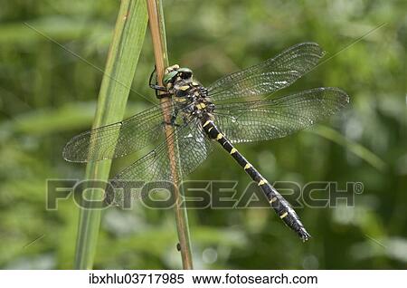 "Sombre Goldenring (Cordulegaster bidentatus), Untergroningen, Abtsgmuend, Baden-Wurttemberg, Germany, Europe" View Large Photo Image Stock Photography - "Sombre Goldenring (Cordulegaster bidentatus), Untergroningen, Abtsgmuend, Baden-Wurttemberg, Germany, Europe". Fotosearch