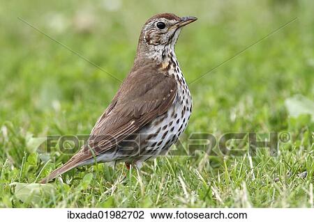 "Song Thrush (Turdus philomelos) standing on a mown lawn, Lake Neusiedl, Burgenland, Austria, Europe" View Large Photo Image Stock Image - "Song Thrush (Turdus philomelos) standing on a mown lawn, Lake Neusiedl, Burgenland, Austria, Europe". Fotosearch