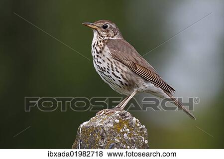 Stock Photo - "Song Thrush (Turdus philomelos), perched on stone pillar, Lake Neusiedl, Burgenland, Austria, Europe". Fotosearch