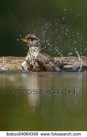 "Song Thrush (Turdus philomelos), bathing, Kiskunsag National Park, Hungary, Europe" View Large Photo Image Stock Photo - "Song Thrush (Turdus philomelos), bathing, Kiskunsag National Park, Hungary, Europe". Fotosearch