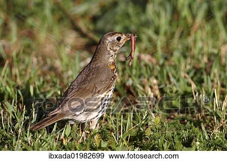 Stock Photo - "Song Thrush (Turdus philomelos) with earthworm in beak, Lake Neusiedl, Burgenland, Austria, Europe". Fotosearch