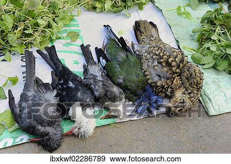 "Songbirds being sold as meat, on the weekly market in Phansavan, Laos, Southeast Asia, Asia" View Large Photo Image Stock Photo - "Songbirds being sold as meat, on the weekly market in Phansavan, Laos, Southeast Asia, Asia". Fotosearch
